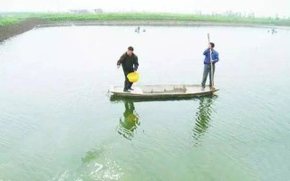 鱼塘平台补单安全措施解析