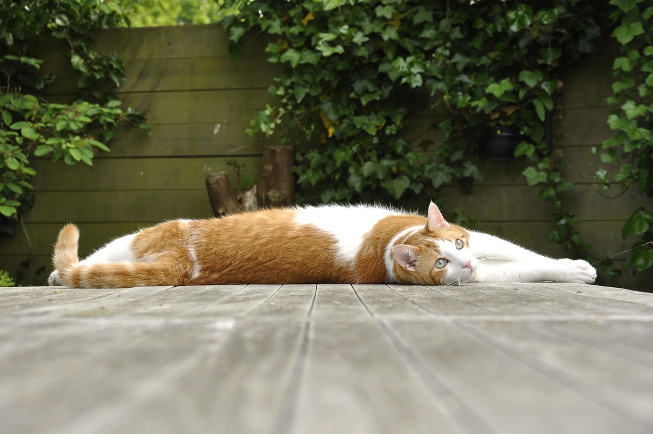 猫咪的致命疾病排行榜2025近期排名前十名分析