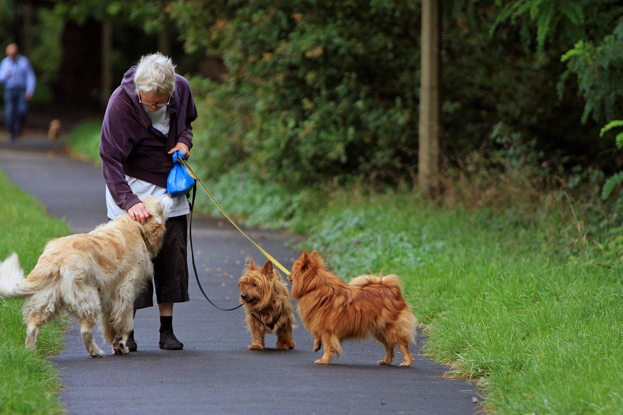 全球十大猎犬排行榜2025特别新排名前十名分析