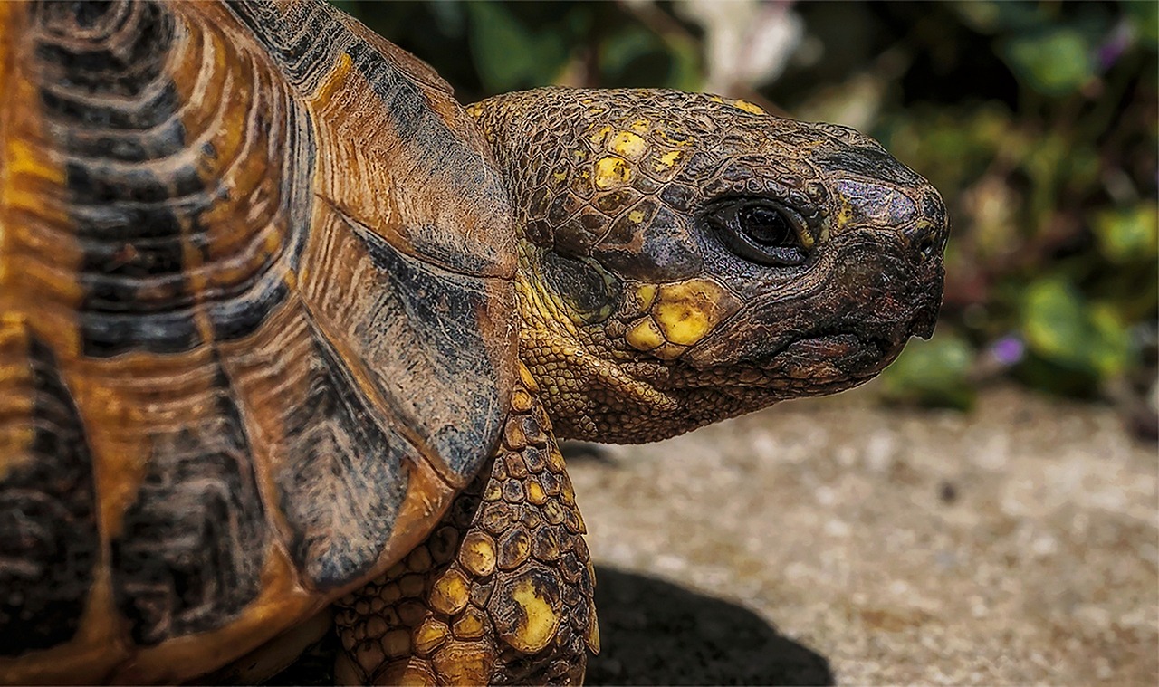 世界上特别大的乌龟排名2025年排名前十名榜单出炉