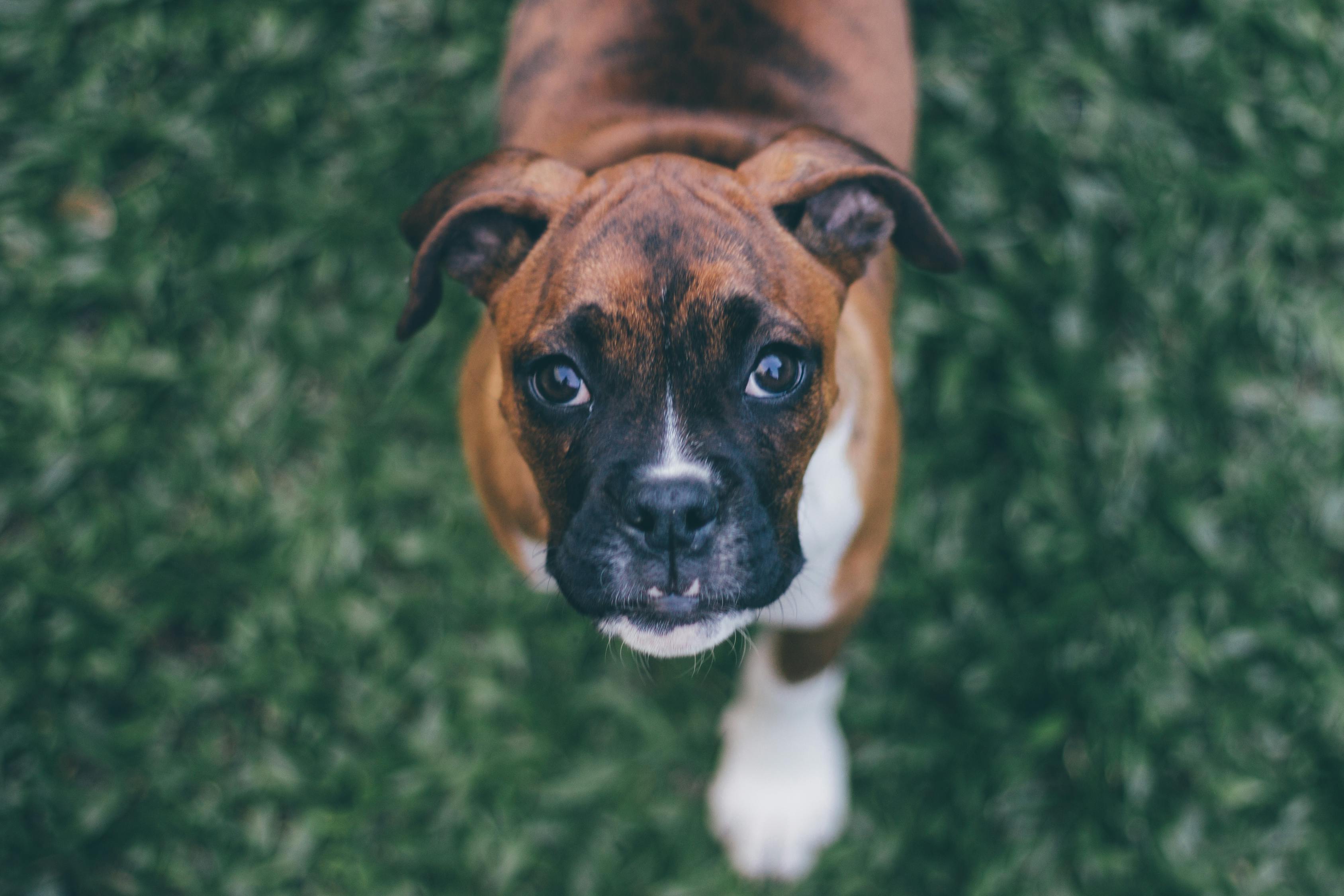 世界中型犬排行榜2025近期排名前十名分析