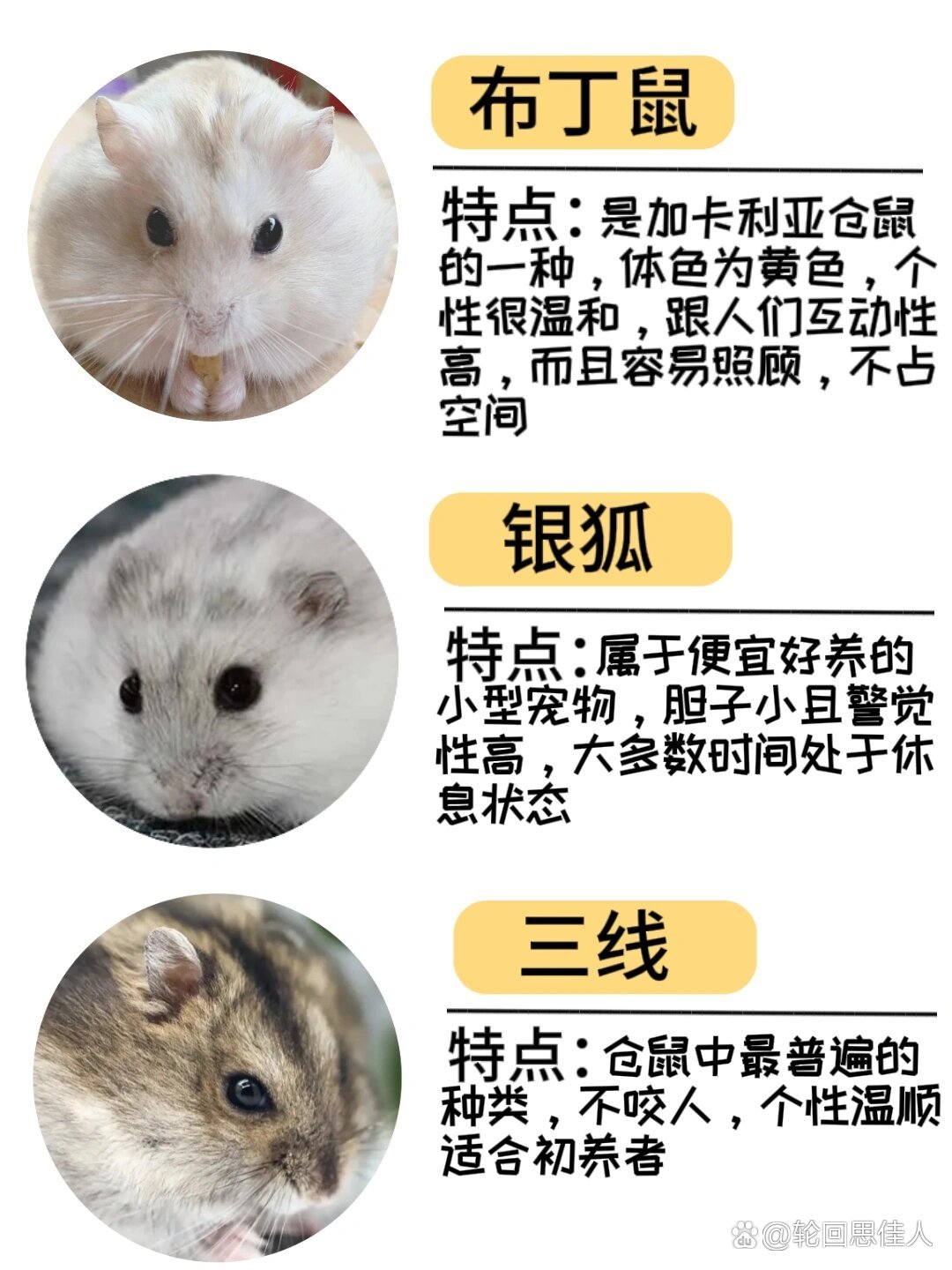 世界八大知名宠物鼠品种2025年排名前十名榜单出炉