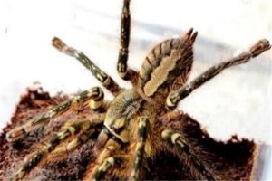 世界上特别大的蜘蛛排行，2025年排名前十名榜单出炉