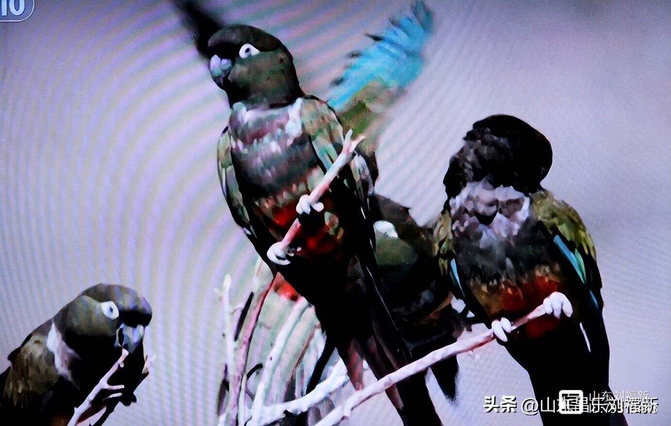 十大名贵鹦鹉品种2025年排名前十名榜单出炉