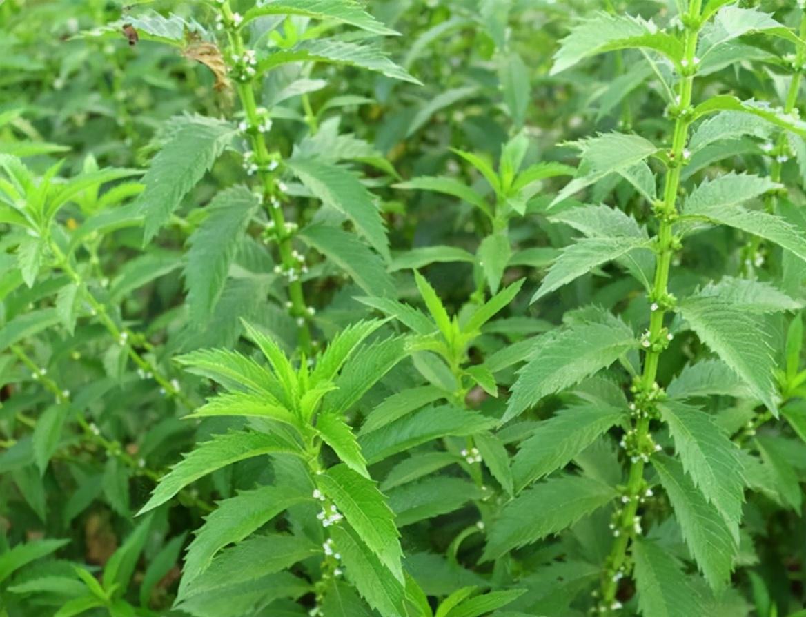 冬虫夏草和润假烟如何分辨 冬虫夏草真假烟鉴别2020