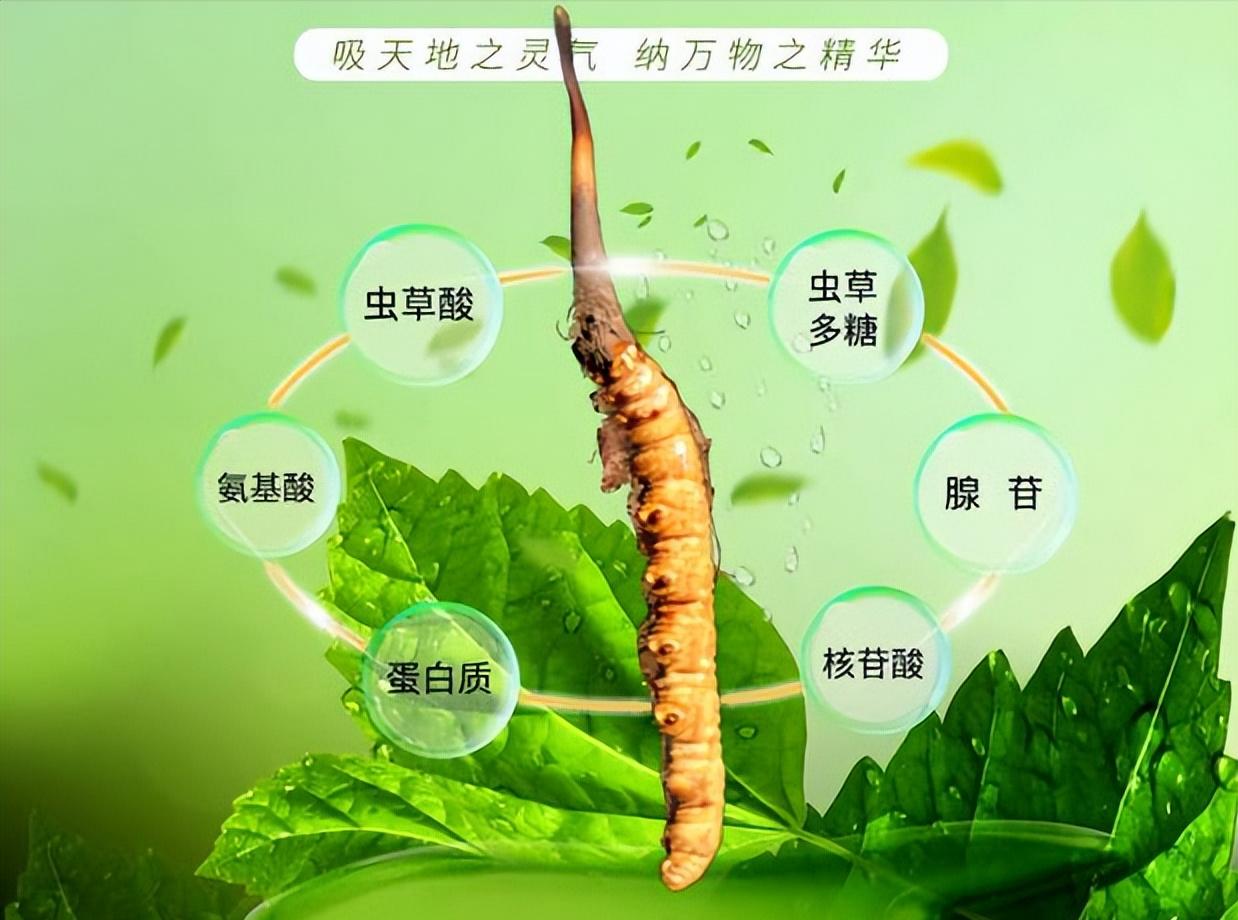 冬虫夏草和润假烟如何分辨 冬虫夏草真假烟鉴别2020