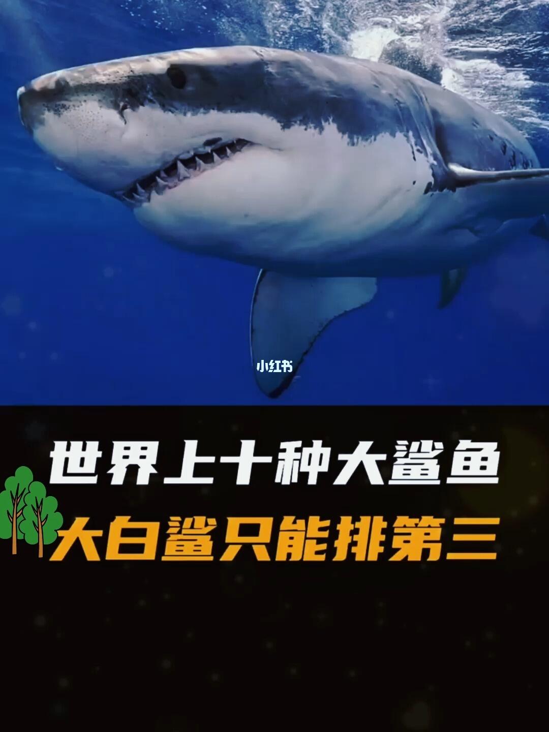 世界上特别大鲨鱼排行榜2025年排名前十名榜单出炉