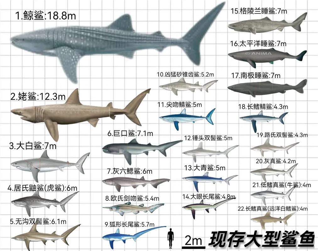世界上特别大鲨鱼排行榜2025年排名前十名榜单出炉