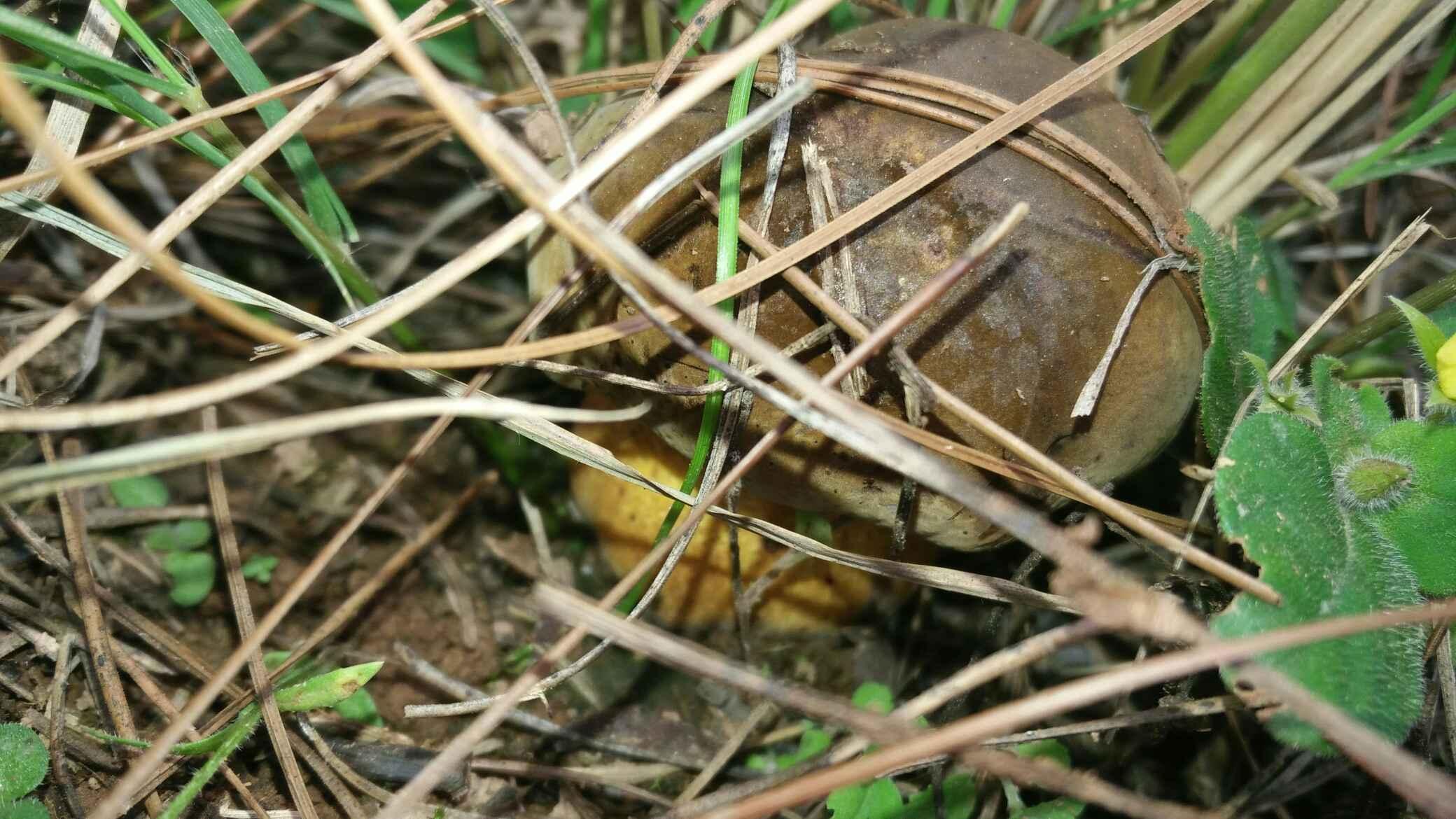 榜单出炉云南十大野生菌2025年排名前十名榜单出炉