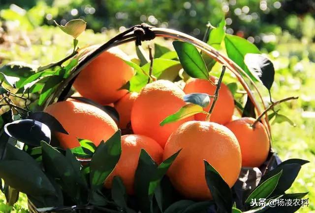 中华烟最好的是哪种 中华烟口感排名
