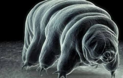 世界上特别强大的生物:第三永生2025年排名前十名榜单出炉