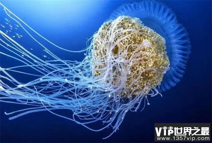 世界上特别强大的生物:第三永生2025年排名前十名榜单出炉