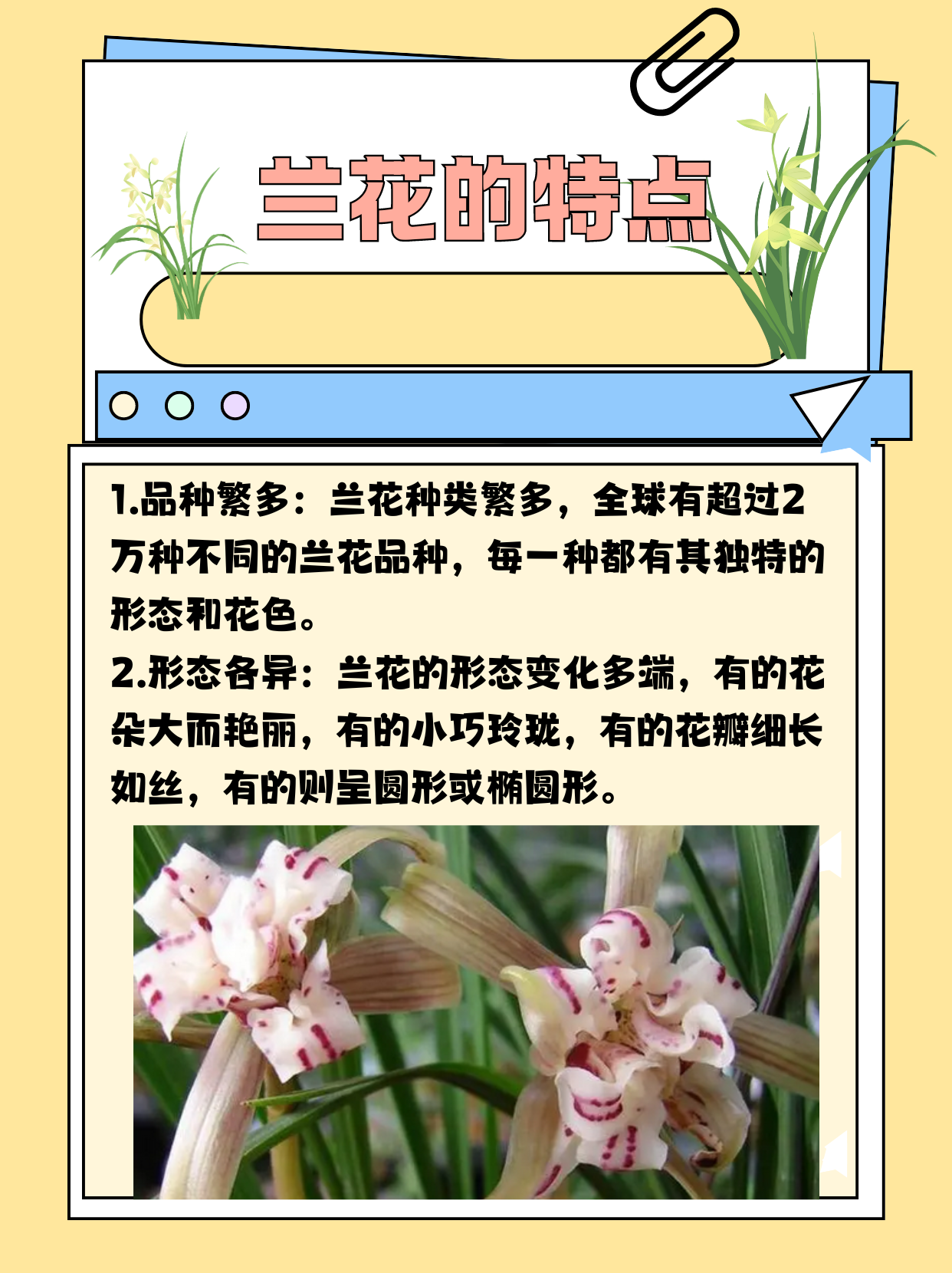 兰花十大品种2025年排名前十名榜单出炉