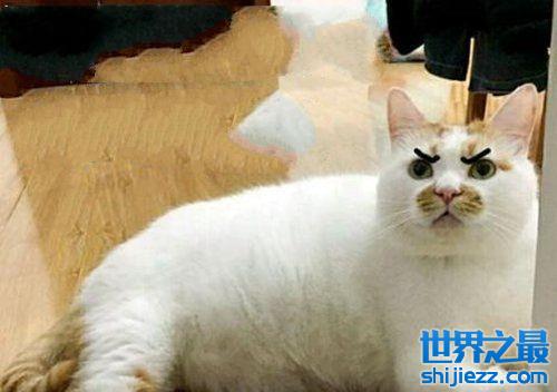 网红猫体长1米22025近期排名前十名分析 网红猫体长1米22025近期排名前十名分析