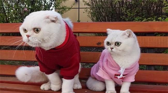 网红猫体长1米22025近期排名前十名分析 网红猫体长1米22025近期排名前十名分析