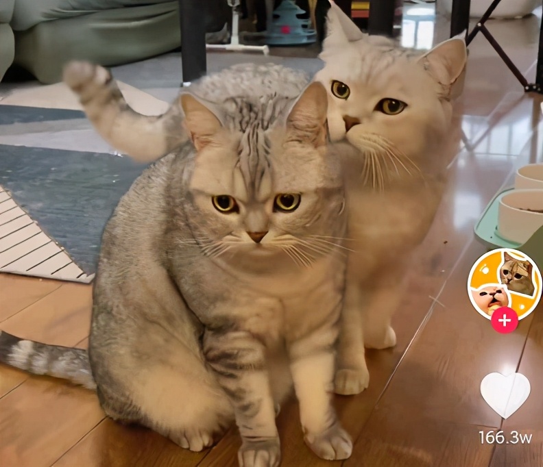 网红猫体长1米22025近期排名前十名分析 网红猫体长1米22025近期排名前十名分析