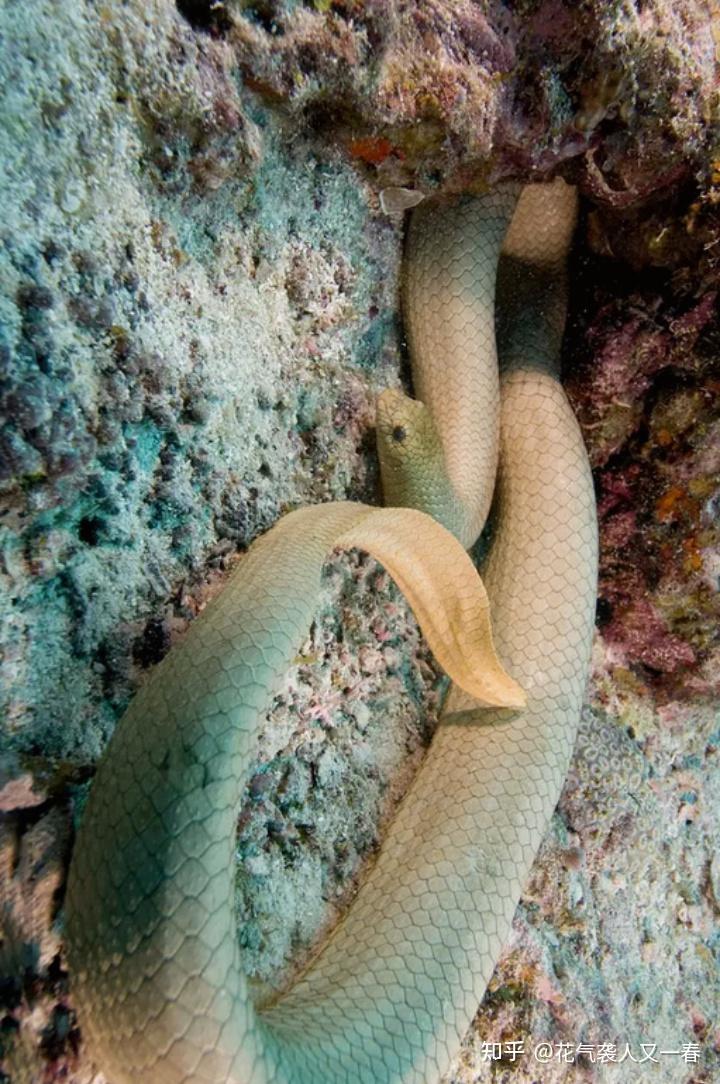 世界上十大特别毒海蛇2025最新排名前十名榜单出炉 世界上十大特别毒海蛇2025最新排名前十名榜单出炉