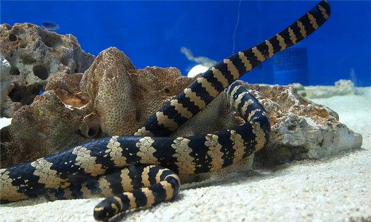 世界上十大特别毒海蛇2025最新排名前十名榜单出炉 世界上十大特别毒海蛇2025最新排名前十名榜单出炉